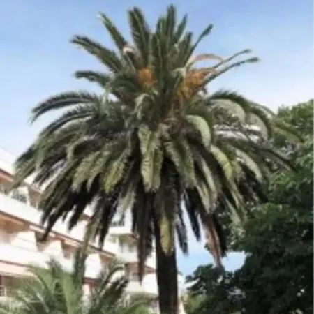 Eden